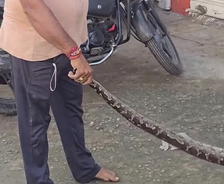 ఇంట్లోకి కొండచిలువ