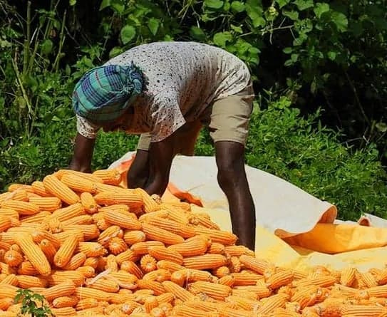 మార్కెట్‌లో పెరిగిన మక్కల ధర