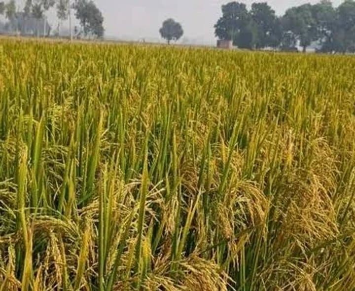 సన్న వడ్లకు రూ.500 బోనస్‌