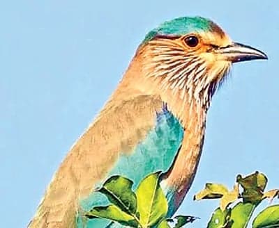 పాలపిట్టను బంధిస్తే జైలు - Udayam