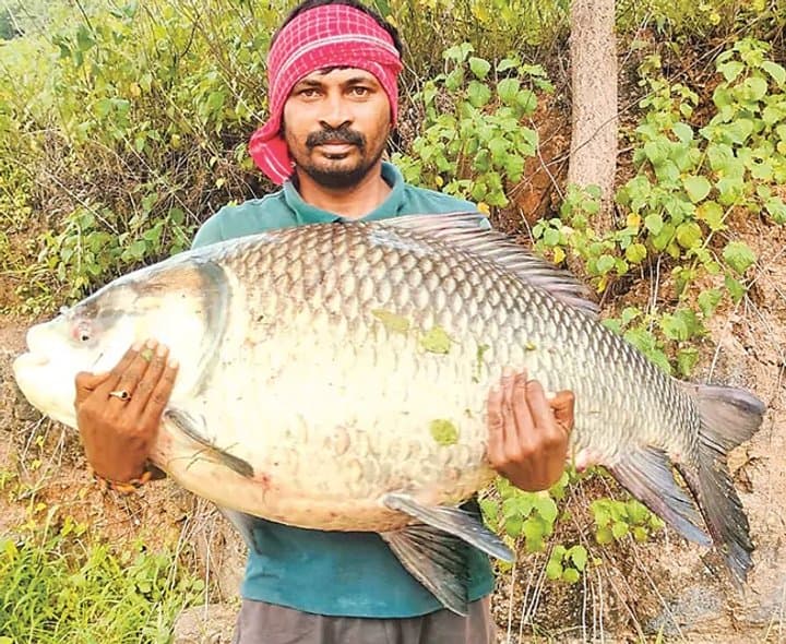 సంపత్‌ వలకు భారీ బొచ్చె చేప