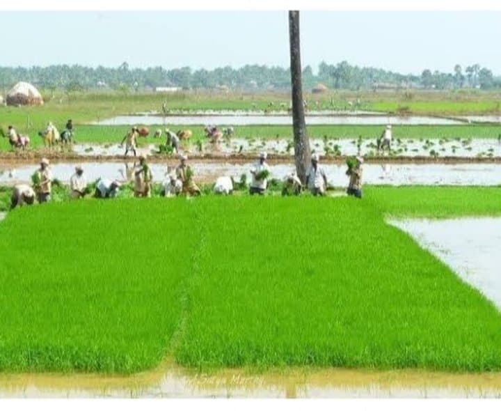 ప్రత్యామ్నాయ పంటల సాగుపై రైతుల మొగ్గు