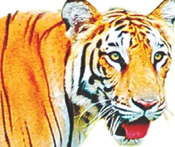 పులి దాడి: పశువుల పరిహారం