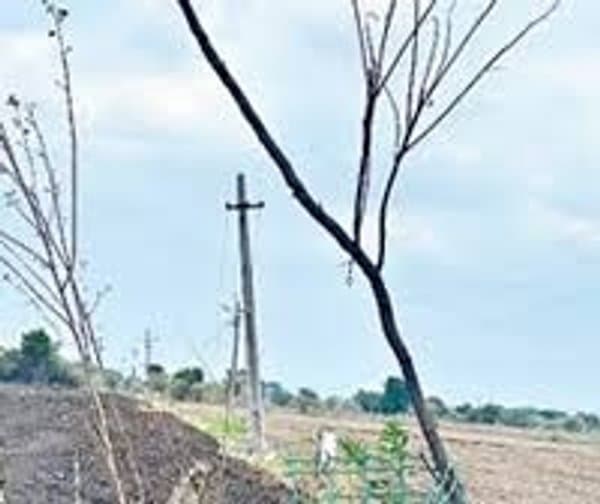 ట్రీగార్డుల్లో అక్రమాలు.. మొక్కల రక్షణ పేరిట కోట్ల దోపిడీ