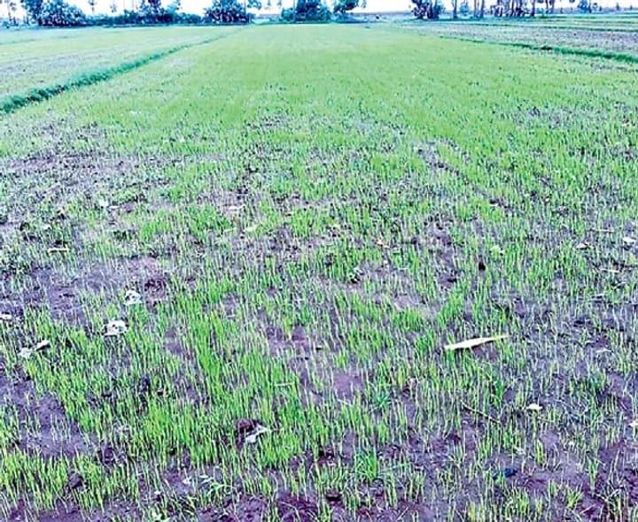 రెండు రోజుల వర్షంతో వెదపొలాలకు ఊరట