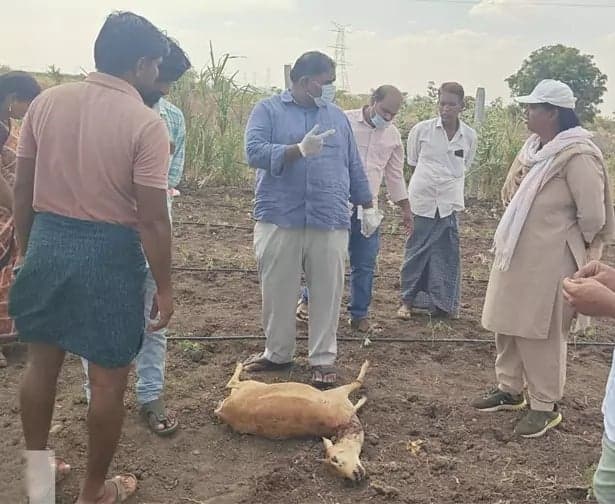 చిరుతల దాడిలో 7 జింకలు మృతి - Udayam