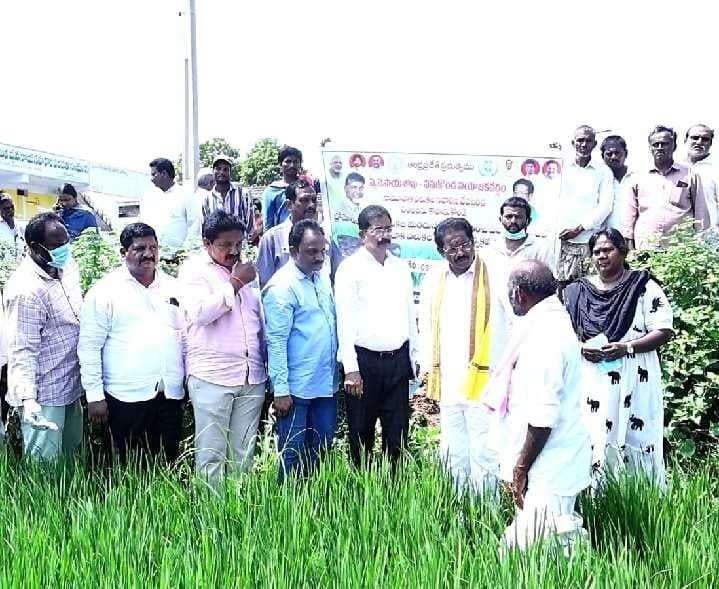 సామూహిక ఎలుకల నివారణతో వరి పంట రక్షణ - Udayam
