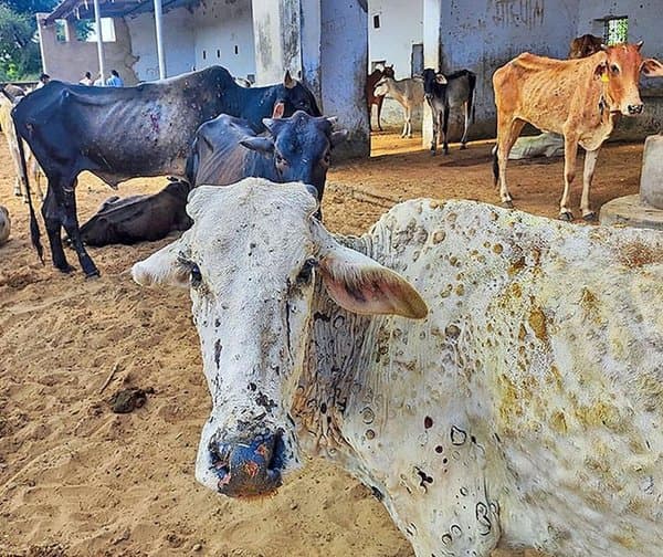 పశువులను వణికిస్తున్న లంపీ స్కిన్ వైరస్