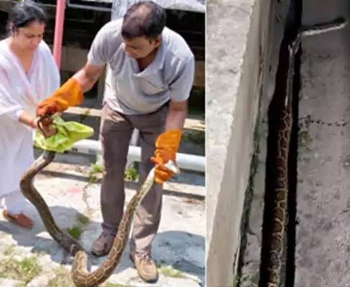 వందే భారత్‌లో కొండచిలువ 