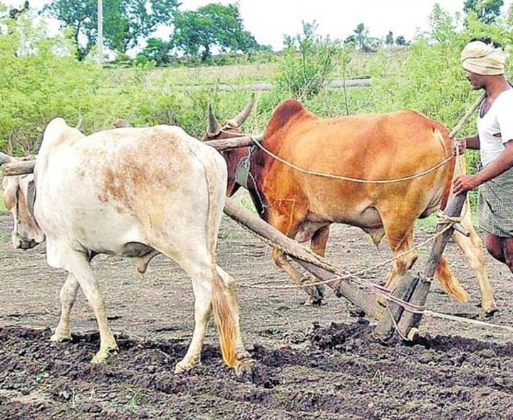 పల్నాడులో రబీ పంటలకు ఊరట - Udayam