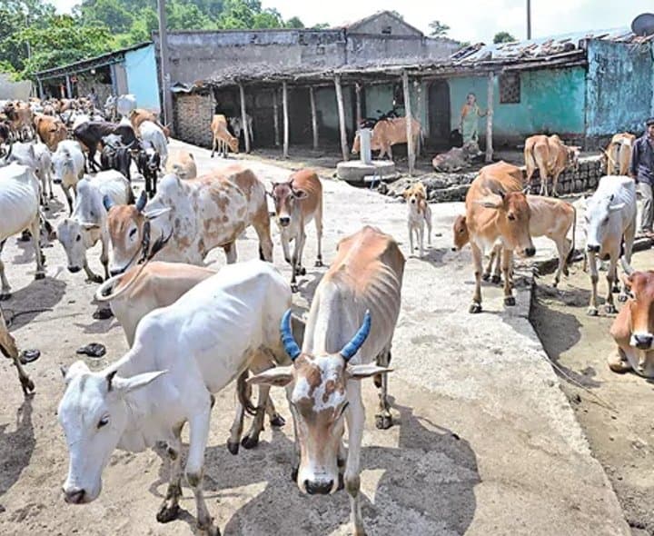 పాలు కొనని పల్లె.. పంచుకునే బంధం - Udayam