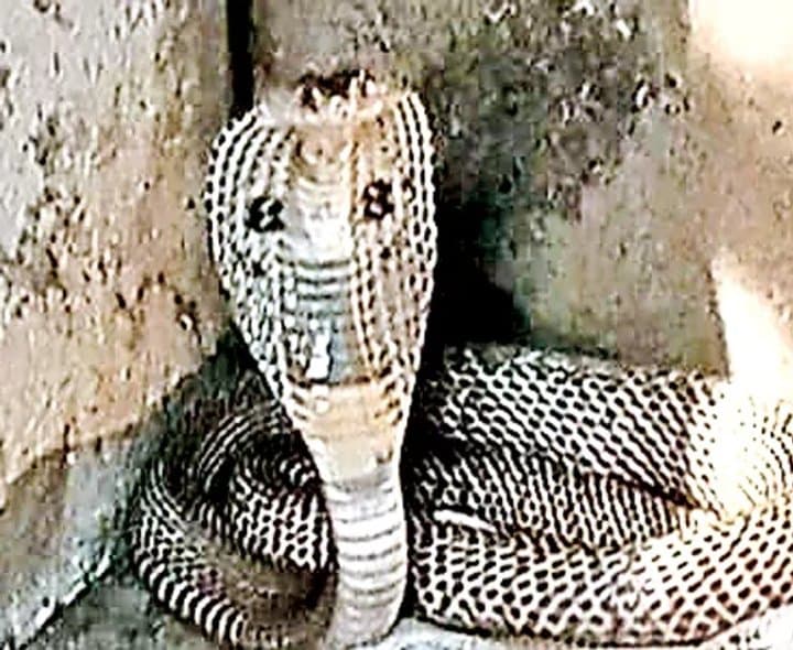 శివలింగం చెంత నాగుపాము దర్శనం - Udayam