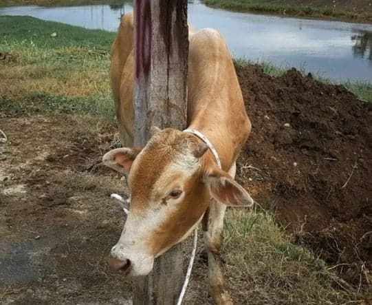 రేబీస్ అనుమానంతో 450 మందికి టీకాలు