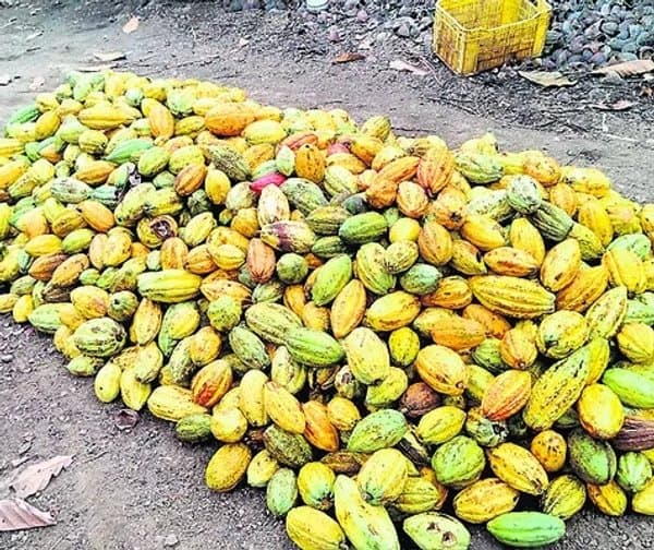 కోకోతో రైతులకు సిరులు