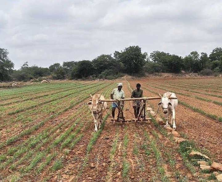భారీగా తగ్గిన నంద్యాల జిల్లా ఖరీఫ్ సాగు విస్తీర్ణం
