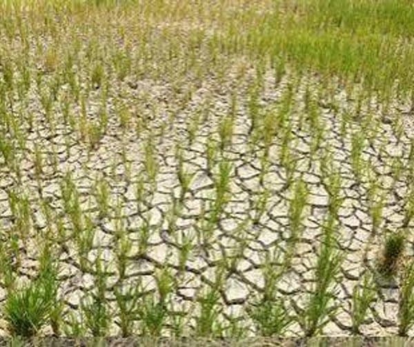 వర్షాభావంతో ఆందోళనలో రైతన్నలు