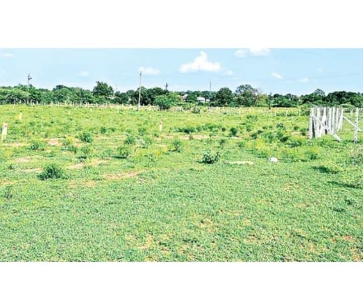 బెల్లంపల్లిలో అక్రమ వెంచర్లు జోరు - Udayam Digital