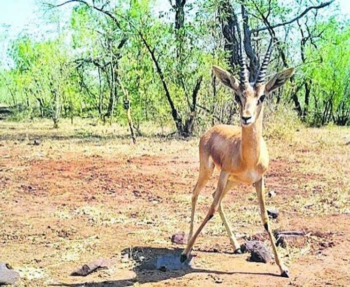 అమ్రాబాద్‌ అడవుల్లో అరుదైన చింకారాల సందడి