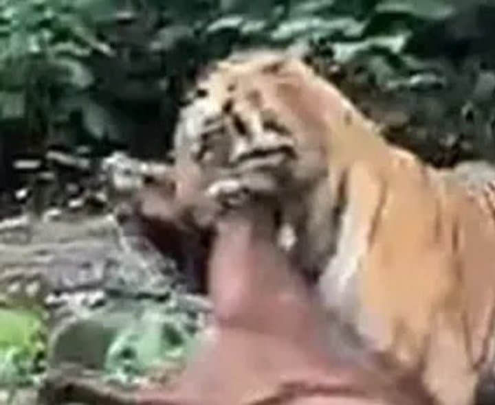 గుర్రాన్ని ఈడ్చుకెళ్లిన పెద్దపులి