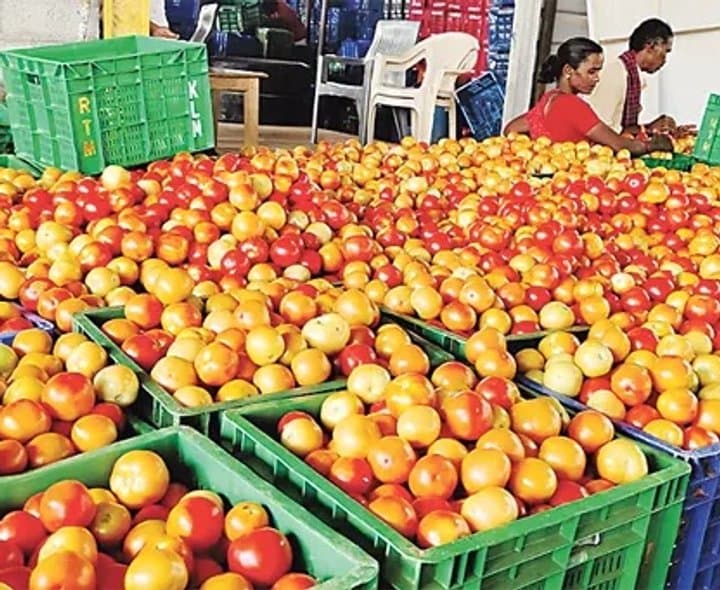 టమాటా రైతులకు తీవ్ర నిరాశ