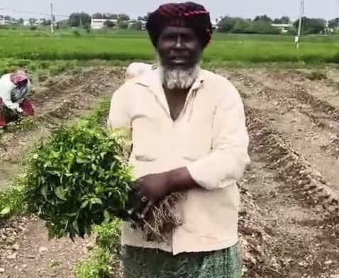 మిరప విత్తనాలతో రైతులకు నష్టం - Udayam