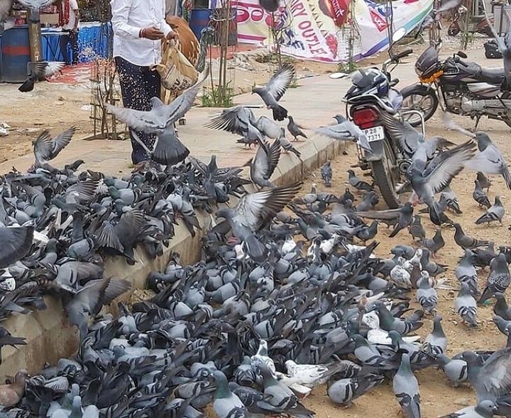పావురాలతో రోగాల ముప్పు.. హైకోర్టులో పిటిషన్