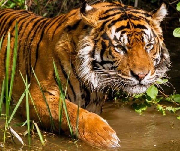 నమేరి అడవుల్లో పెరిగిన గర్జనలు