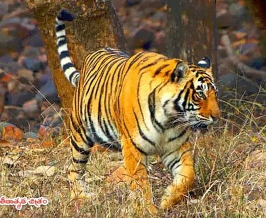 తాళ్లపూడిలో పెద్దపులి సంచారం - Udayam