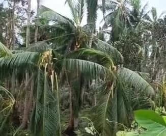 తుఫాన్‌తో మలికిపురం రైతులకు భారీ నష్టం - Udayam