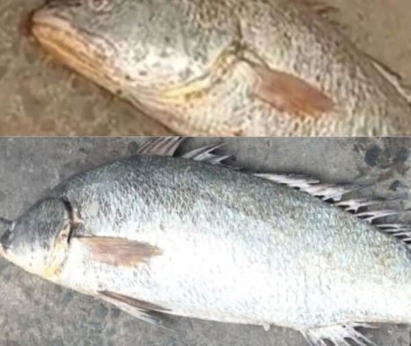 రూ. 2 లక్షల పలికిన అరుదైన చేప!