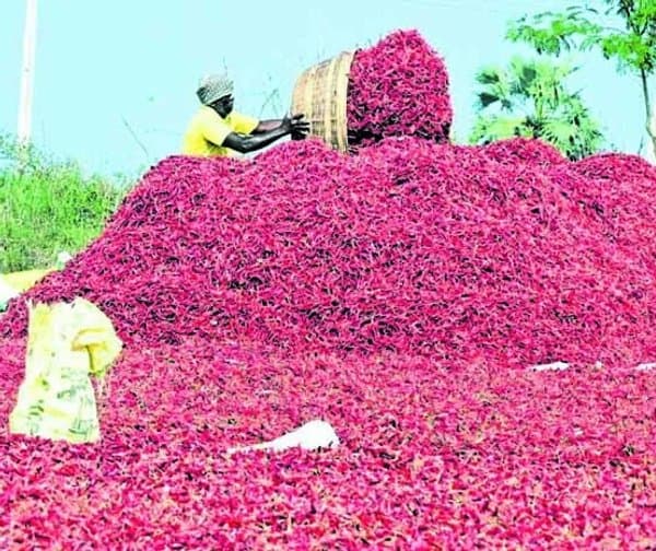 చైనాకు మిర్చి ఎగుమతి నిలిపివేత