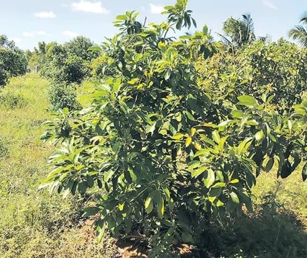 కుప్పంలో అవకాడో సాగు ప్రయోగం