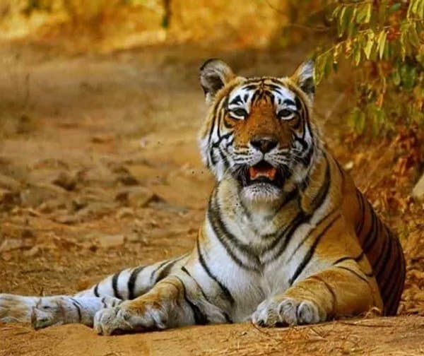 అమ్రాబాద్‌లో పులుల సంఖ్య పెంపు: 42కి చేరిక