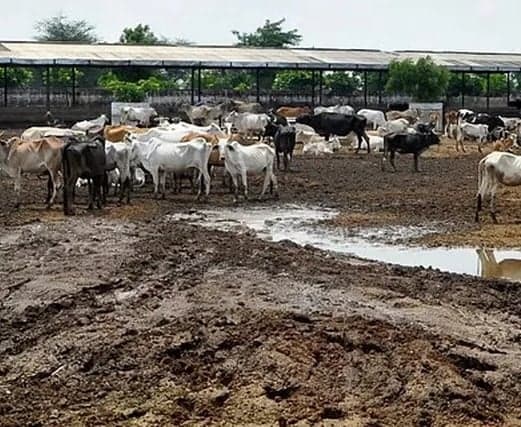 ద్వారకాతిరుమల గోశాలలో బ్రూసెల్లోసిస్ కలకలం
