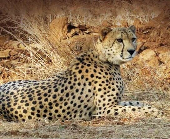 తుపాకీ గాయాలతో 19 నెలల చీతా మృతి