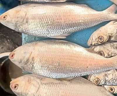ఉప్పాడ మార్కెట్‌లో విలసల సందడి!