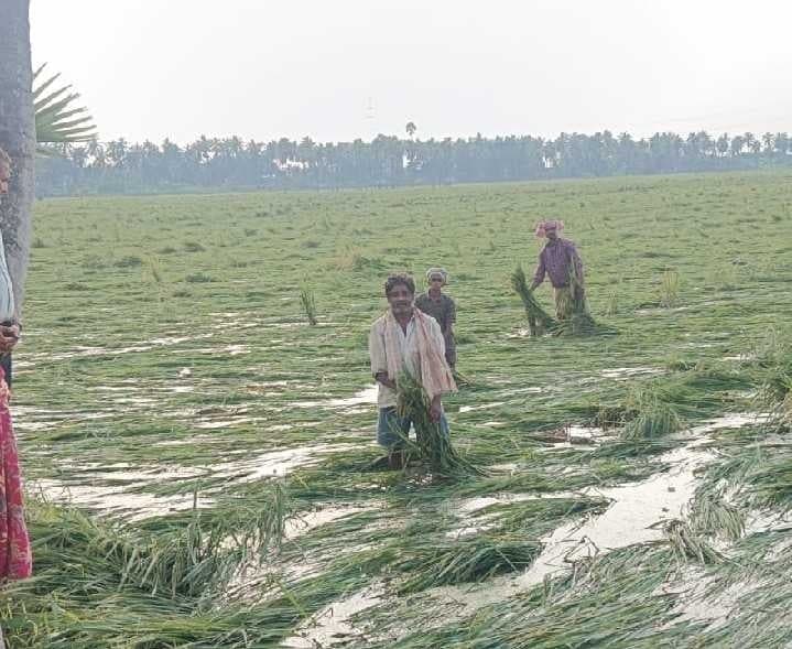 ఆలమూరులో 9 వేల ఎకరాల్లో వరి పంట నష్టం - Udayam