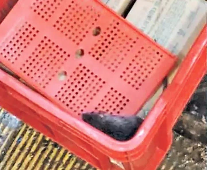 ఐస్‌క్రీమ్‌ ఫ్రీజర్‌లో ఎలుక