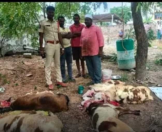 మాంసం పంపిణీకి తెచ్చిన 14 పొట్టేళ్లను అడ్డుకున్న పోలీసులు - Udayam
