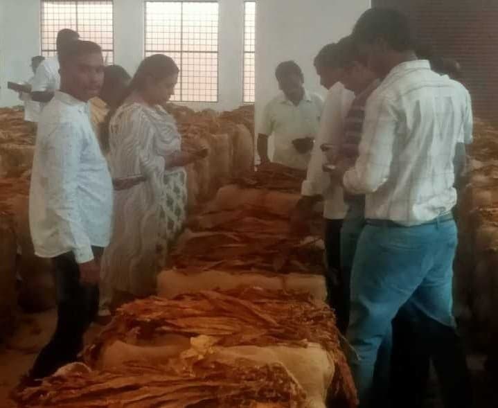 దేవరపల్లిలో పొగాకు ధర రూ.346కు పెంపు - Udayam