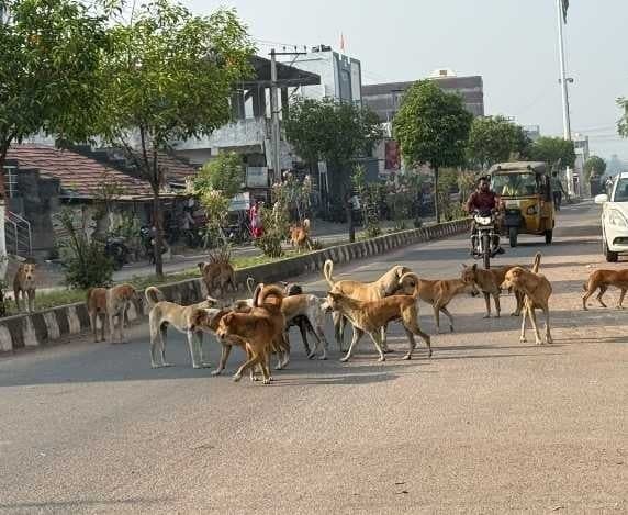 గోపాలరావుపేటలో వీధి కుక్కల బెడద - Udayam