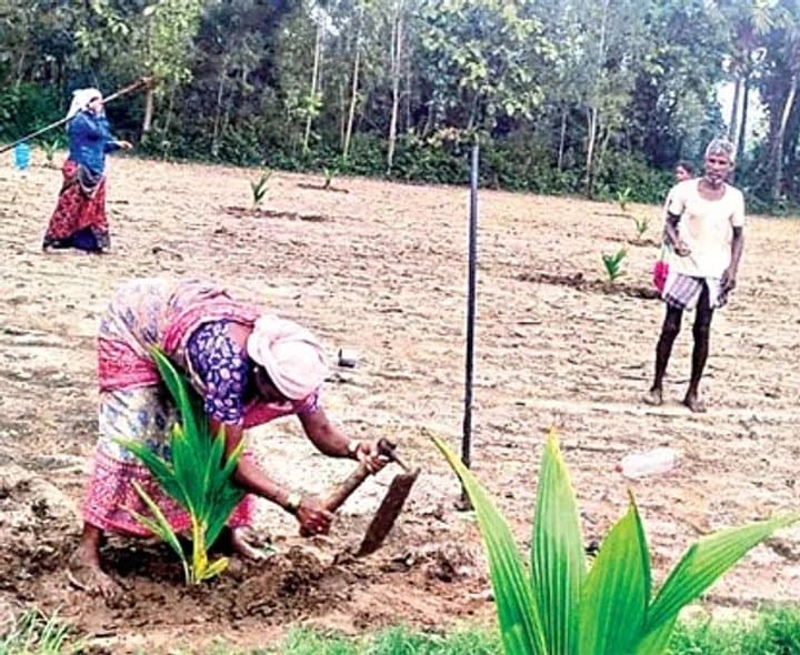 వర్షాభావంతో తోటల బ్రేక్‌ - Udayam Digital