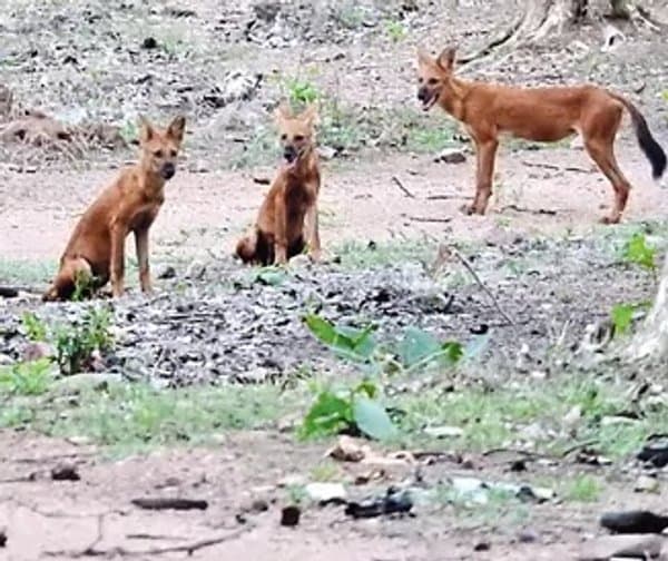 కవ్వాల్ అడవుల్లో రేచుకుక్కల కలకలం