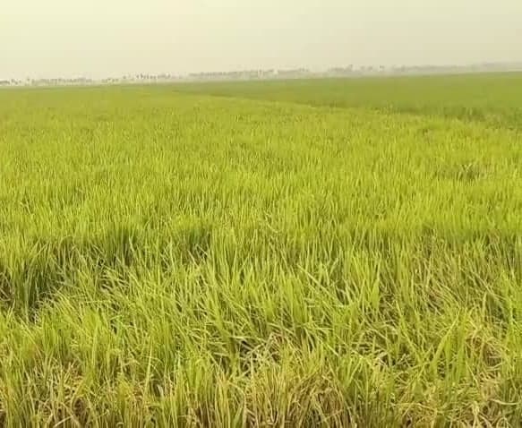 భారీ వర్ష సూచనతో వరి రైతుల్లో ఆందోళన - Udayam