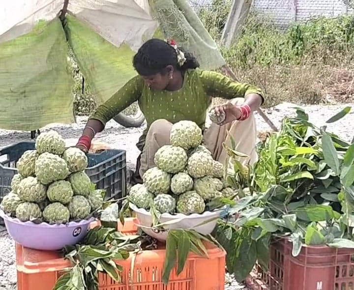 ఎల్‌నినోతో తగ్గిన సీతాఫలాల దిగుబడి - Udayam