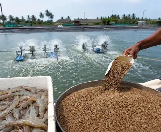 ఆక్వా ఫీడ్ ధరల పెంపుపై ఏపీ హైకోర్టు స్టే