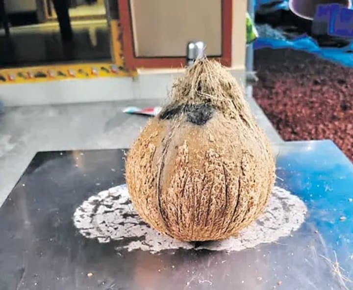 కిలో దాటిన కొబ్బరికాయ బరువు