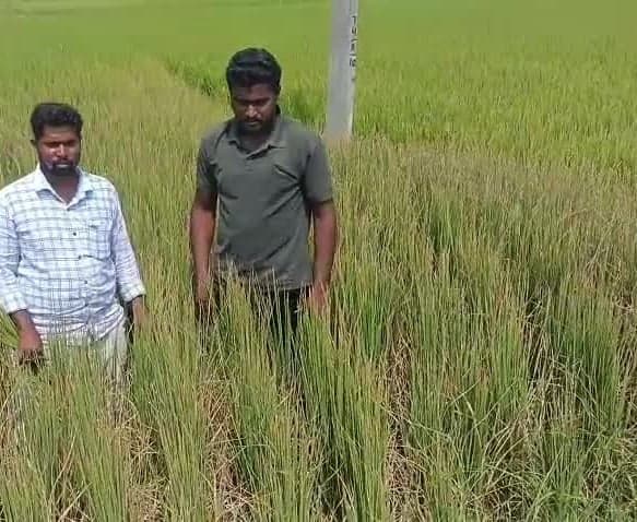 మునగాలలో విద్యుత్ కోతలతో 40 ఎకరాల్లో ఎండుతున్న పంటలు - Udayam