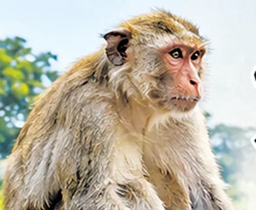తెలుగు రాష్ట్రాల్లో కోతుల బెడద