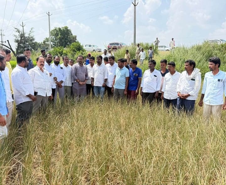 విద్యుత్ కోతలతో ఎండిన వరి పంటలను పరిశీలించిన రఘునందన్ రావు - gallery image 2